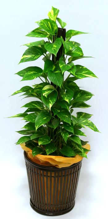 Pothos(50,70).jpg