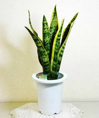 Sansevieria(50,70).jpg