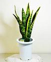 Sansevieria(50,70)